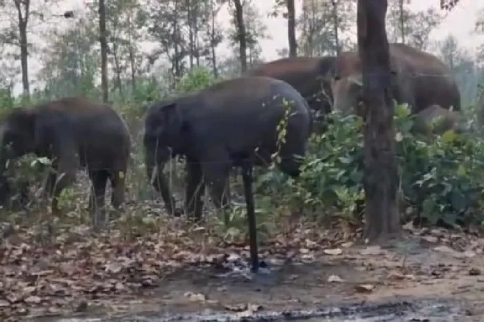 Representational image. File picture/The Telegraph