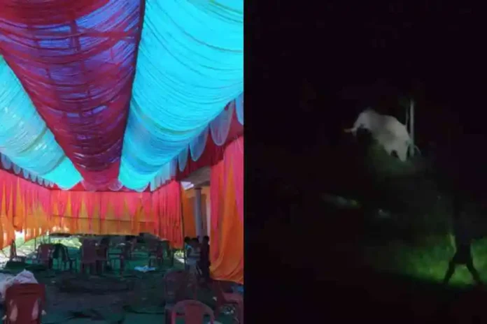 The wedding venue at Alipurduar on Monday morning, One of the two wild elephants near the wedding venue at Alipurduar on Sunday night. Pictures by Anirban Choudhury/The Telegraph