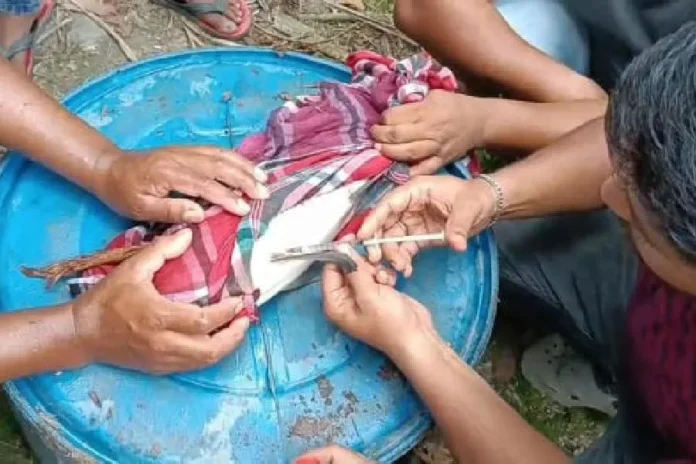 A fish being administered a vaccine in Mainaguri, Jalpaiguri, on Friday. Picture by Biplab Basak/The Telegraph