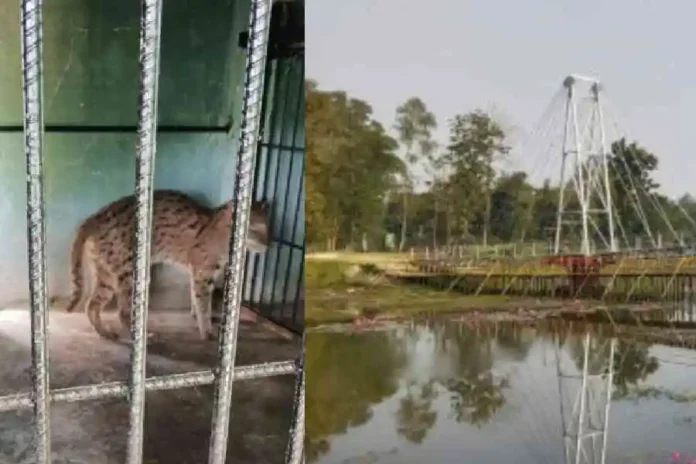 The resident fishing cat of the Rasikbil Mini Zoo at Tufanganj in Cooch Behar on Sunday. The Rasikbil Mini Zoo in Cooch Behar. Picture by Main Uddin Chisti/The Telegraph