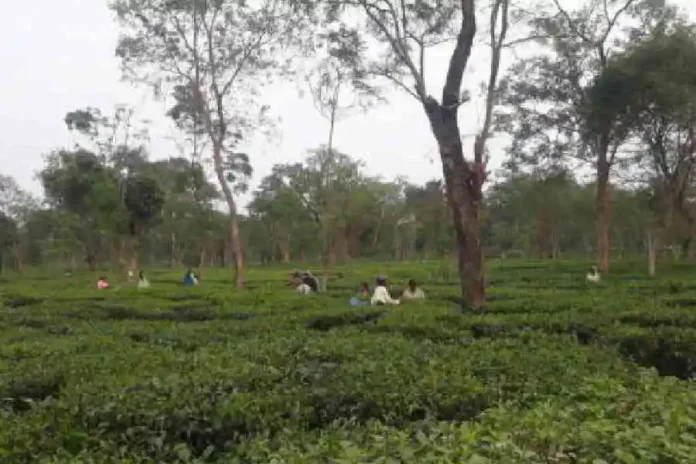 A tea garden near Siliguri. File picture/The Telegraph
