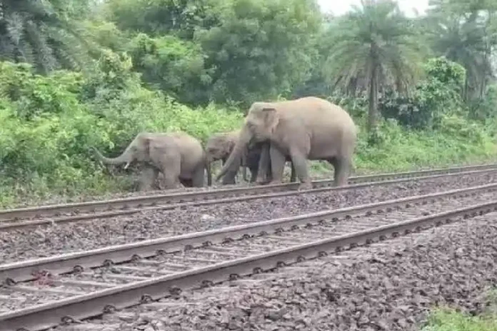 Elephants. File image/The Telegraph