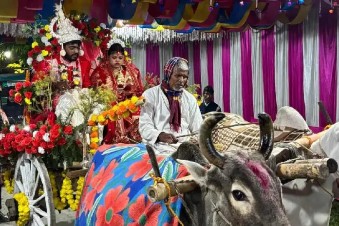 The newly married couple on the bullock cart at Baladanga village in Cooch Behar district on Wednesday night. Picture by Main Uddin Chisti/The Telegraph