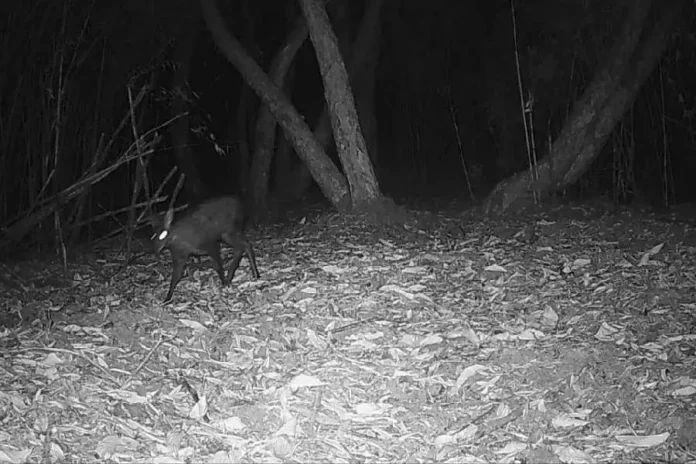 The Himalayan musk deer, snapped by the trap camera in the Neora Valley National Park. Picture courtesy: WWI/The Telegraph