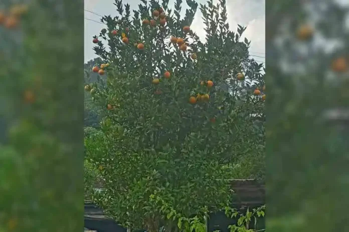 A Darjeeling Mandarin tree at Manju in the Mirik subdivision of Darjeeling./The Telegraph