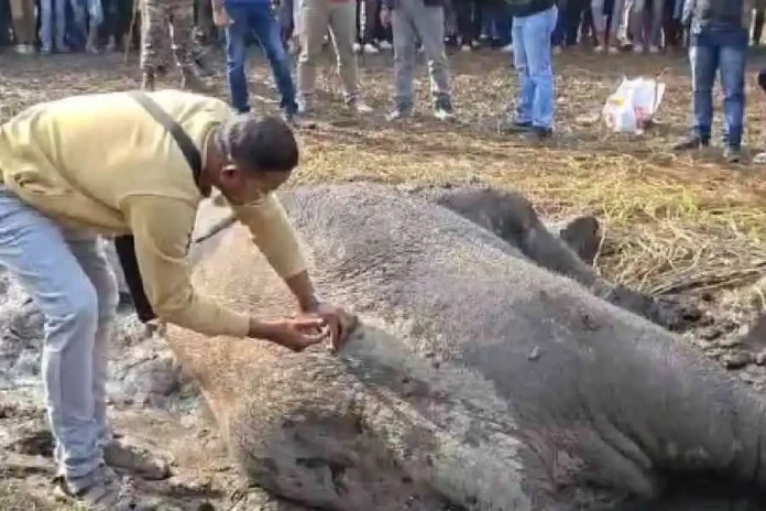 One of the elephants injured in the train collision near Dhupguri on Sunday being treated by a vet at the accident site. Picture by Biplab Basak/The Telegraph