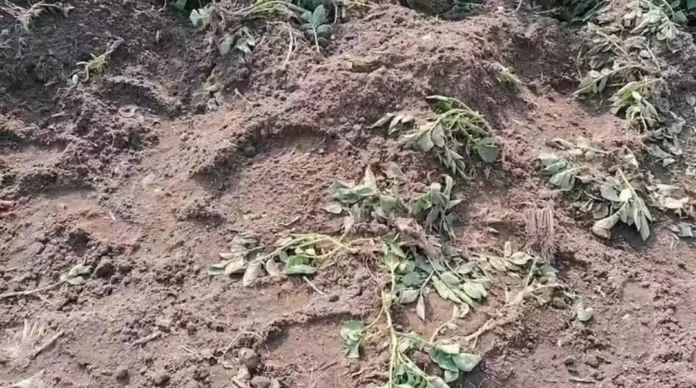 Potato fields in Murgivita village lie damaged after two elephants strayed into the area late Tuesday night, leaving farmers counting their losses. Wednesday, 28 January 2026.