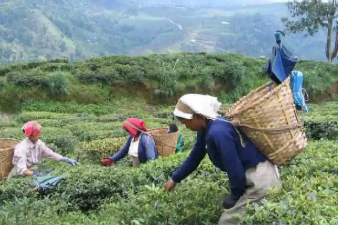 Tea workers at a garden in the Darjeeling hills. File picture/The Telegraph