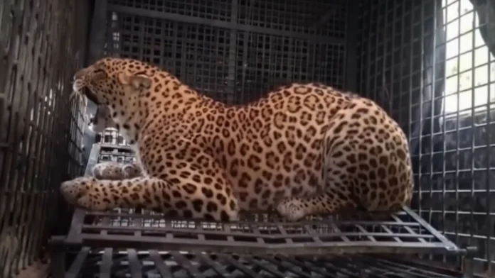 Caged leopard captured in Phansidewa after weeks of panic, bringing relief to residents of the affected area. Sunday, 05 April 2026.